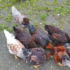 Blue Laced Wyandotte and Auracana