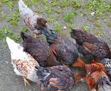 Blue Laced Wyandotte and Auracana