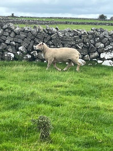 Charolias 5 star pure bred ram