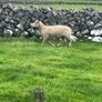 Charolias 5 star pure bred ram Image 4