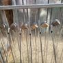 golf clubs and bagb Image 4