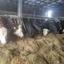 Cattle Image 7
