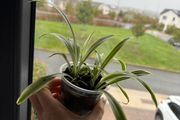 spider plant