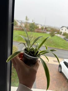spider plant