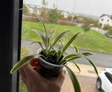 spider plant