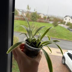 spider plant