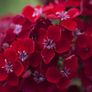 (D) Sweet William Scarlet Beauty seeds 0.5g (450s) (420582) Image 2