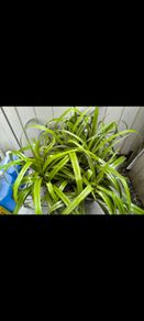 garden plants