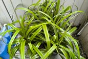 garden plants
