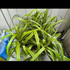 garden plants
