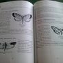 Irish indoor insects Image 4