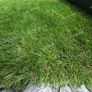 Artificial Grass - Nationwide Delivery Image 4