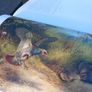 Large hardback book on bird illustrations, D18 post 7e Image 8