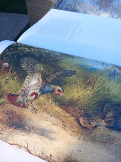 Large hardback book on bird illustrations, D18 post 7e