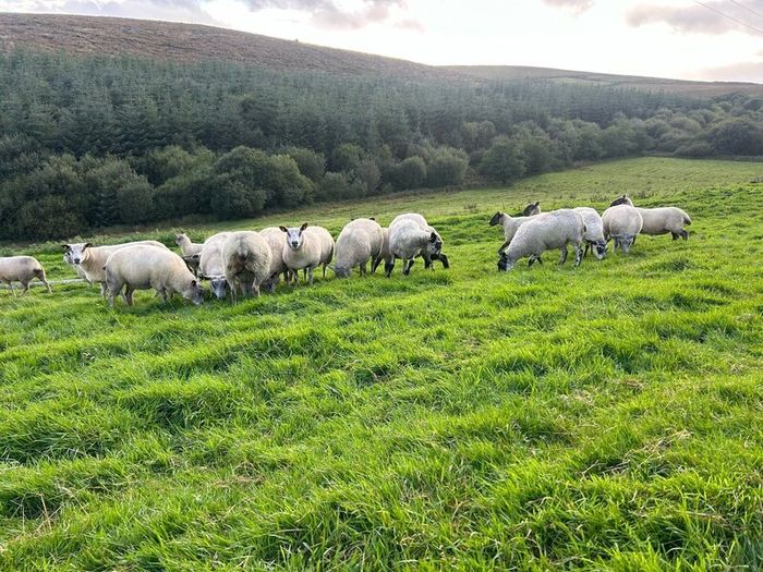 Hoggets