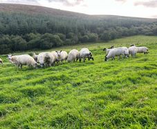 Hoggets