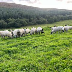 Hoggets