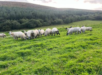 Hoggets