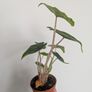 Alocasia Jacklyn Plant Plant Image 4