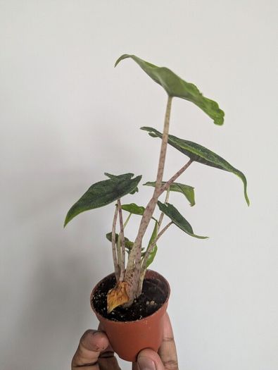 Alocasia Jacklyn Plant Plant