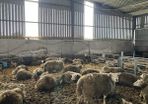 Top quality in lamb hoggets and ewe lambs