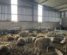 Top quality in lamb hoggets and ewe lambs