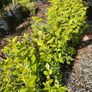 Golden and Green Privet Hedging One Euro Image 3
