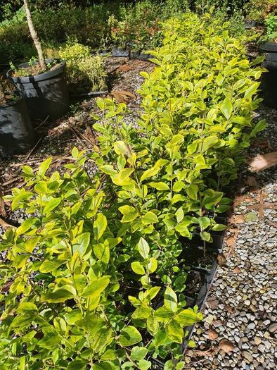 Golden and Green Privet Hedging One Euro