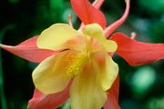 (A) Aquilegia seeds Mrs. Scott Elliot 0.5g