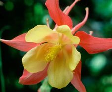 (A) Aquilegia seeds Mrs. Scott Elliot 0.5g