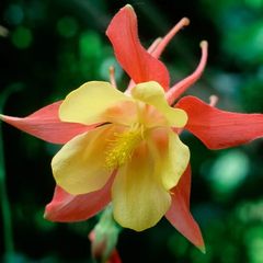 (A) Aquilegia seeds Mrs. Scott Elliot 0.5g