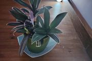 Tricolor Plant