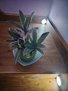 Tricolor Plant