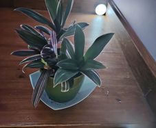 Tricolor Plant