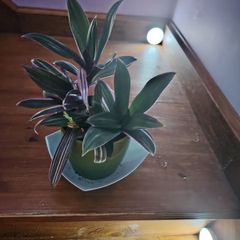 Tricolor Plant