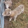 Dorset Ram Lambs x2 Image 3