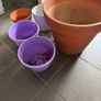 6 plant pots 3 ceramic and 3 plastic Image 6