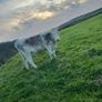 Heifers Image 3