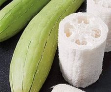 Luffa seeds