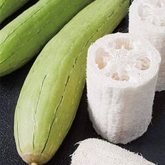 Luffa seeds