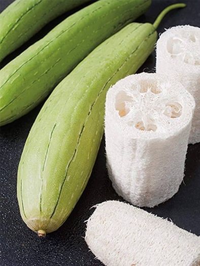 Luffa seeds