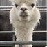 mercedes s500