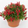 (S) Trailing Snapdragon Candy Showers seeds 10s (414918) Image 4