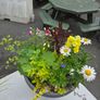 XL flower pot Image 4