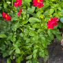 dahlia plant Image 5
