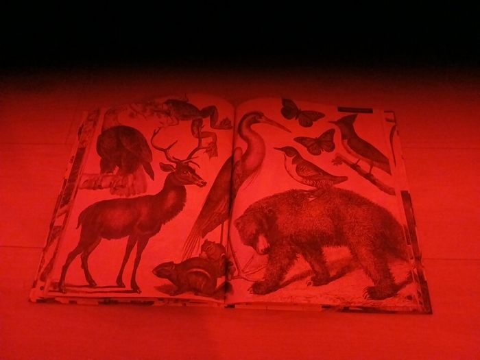 Children's book illuminature