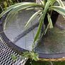plant.  spider plant Image 3