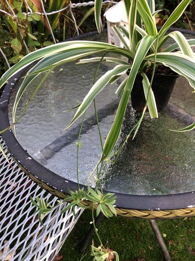 plant.  spider plant