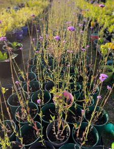 Verbena bonariensis
