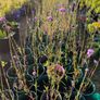 Verbena bonariensis Image 2